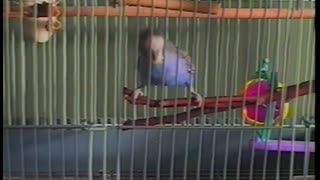 This Bird Knows How To Dance