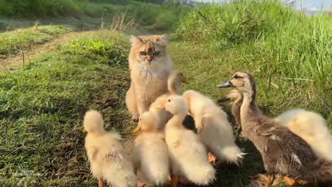 The kitten is so awesome that he tamed a group of ducklings