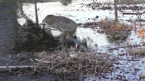 Sandhill Crane taking care of its nest