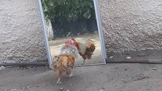 Rooster Gets Rowdy with the Mirror