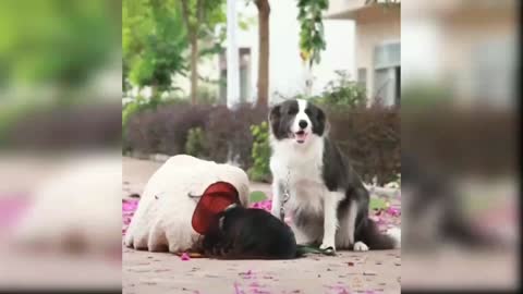 Best Friend - Cute & Funny Animals Videos Compilation