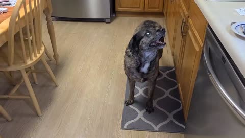 Lily the plott hound mimicking And arguing with owner
