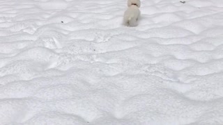 White dog running around in snow