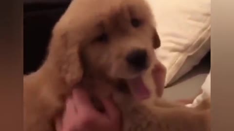 Adorable Dogs getting Hugged By Owners
