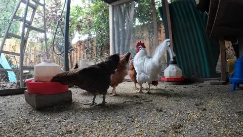 Backyard Chickens Fun Relaxing Video Hens Clucking roosters Crowing!