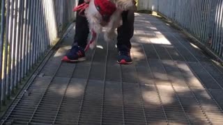 Silly dog tries to air swim across bridge