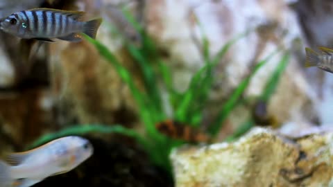 fish inside aquarium