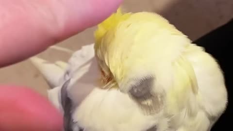 Petting and massaging the cocktail bird in a beautiful way in the early morning