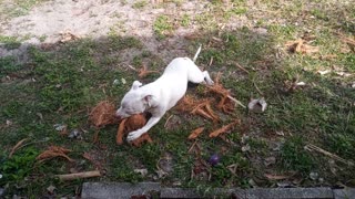 Lucy the Puppy Loves her Coconuts!