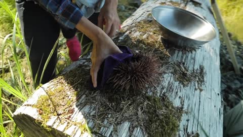 Diving for Sea Urchins and Sea Cucumbers in Alaska
