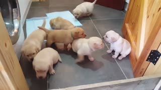 Golden Labrador Puppies Provide Us With A Cuteness Overload! Any Heart Will Melt To See That