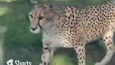 A very close encounter with a killer Cheetah #shorts