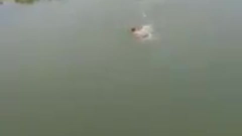 Dog saves man from drowning