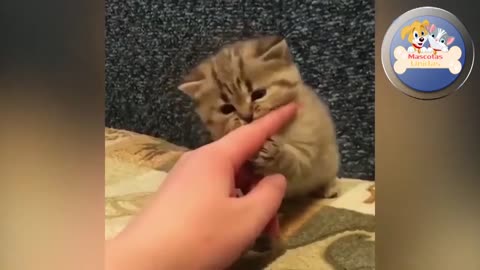 Cat Meowing