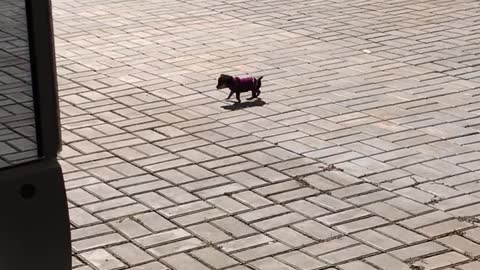 Tiny Chihuahua Puppy Shows A Great Dane Who's Boss