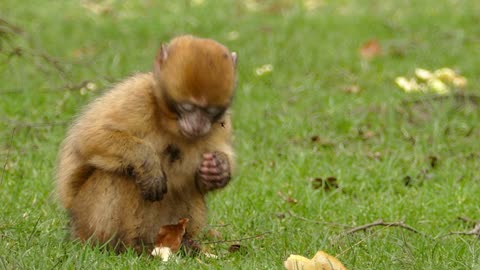 A cute monkey eating bread