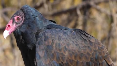 #turkeyvulture life 🦃