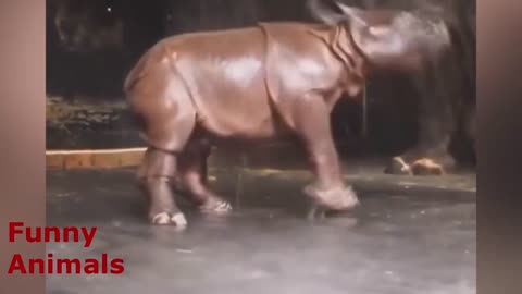 Little rhino loves water