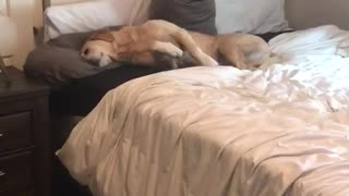 Golden retriever lays comfortably on bed on pillows