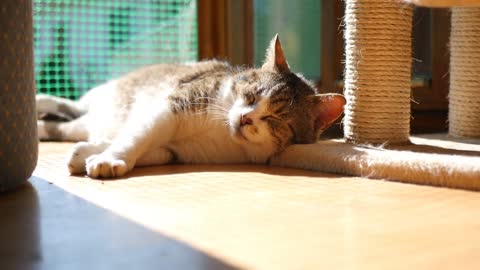 A cute cat sleeping