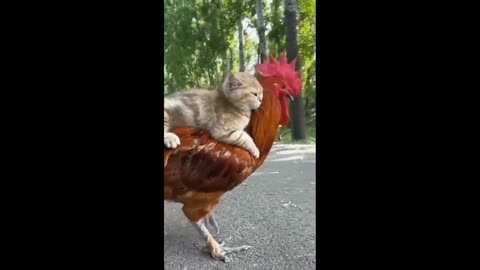 Have you seen a friendship like this before? Mama Cat Takes Back Crying Kitten From Toddler