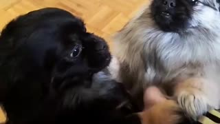 Brown and black dog stand on owner's hand