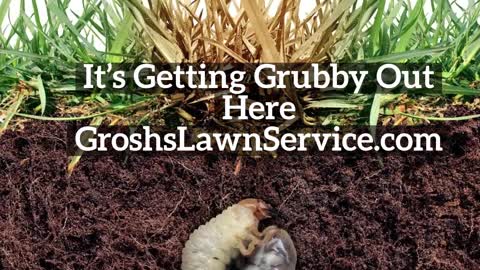 Grubs Falling Waters West Virginia Lawn Care Service