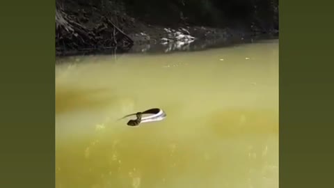 Snake on the Waters