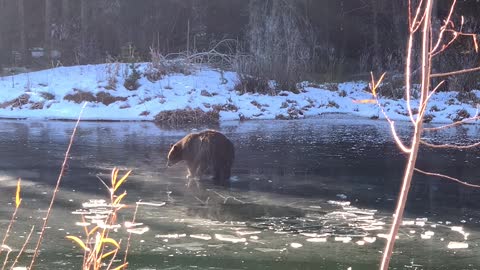 Big Bear Finds Itself on Thin Ice