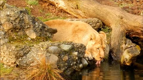 A lioness drinks
