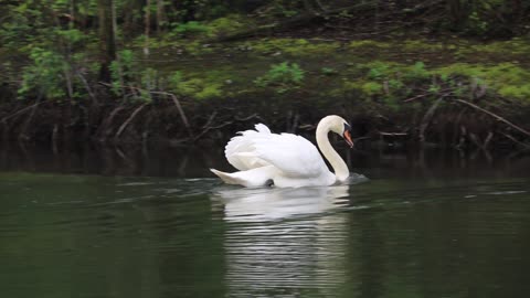 #rumbleviral / Swans Swiming Water Bird Fowl 🦢🦢