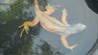 Watch Iguana Who Thinks He's A Crocodile!