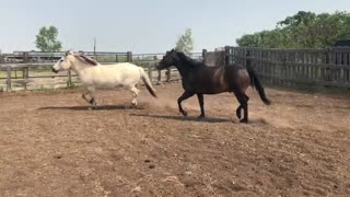 Horses needed to work! Outdoor arena