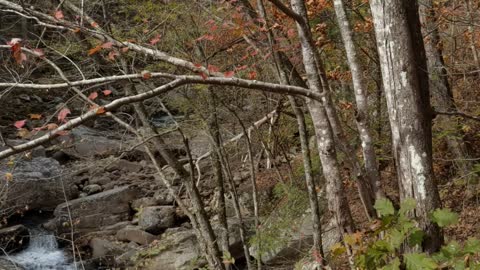 Hanging by the creek