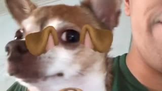 Dog filter on chihuahua goes crazy