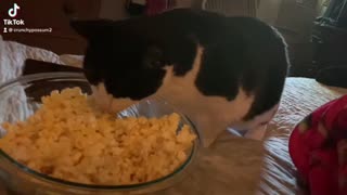 Cat eating popcorn