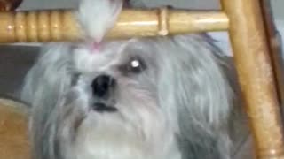 Fluffy white dog with hair tied sitting under wooden chair