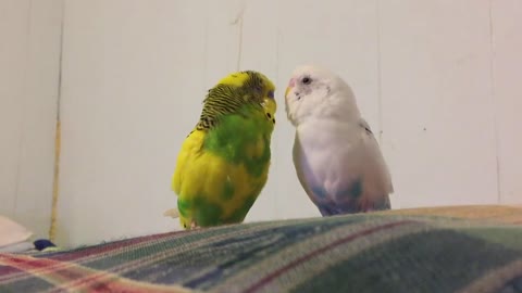 Two Cute Parakeets Kissing
