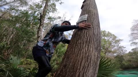 Amazing treetop jumps