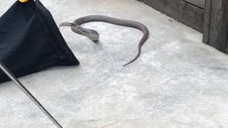 Easy Retrieval of Extremely Venomous Snake