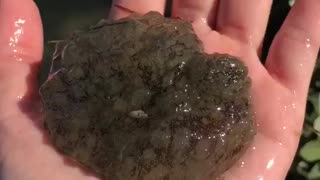 Sea hare was found in Nighthawk Bay in the Upper Laguna Madre