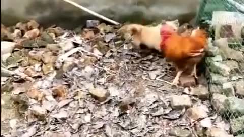 Chicken x dog funny fight xD