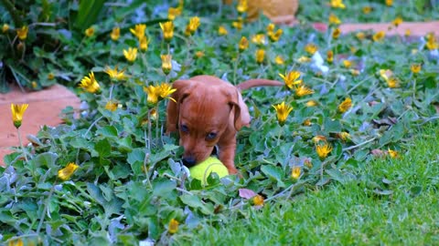 Cute Puppy playing w/ flowers