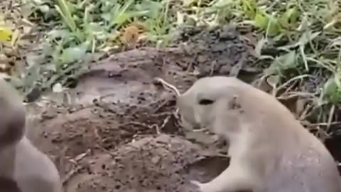 Teaching how to dig a hole