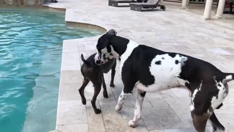 This Dog tries Convinces a Great Dane to Jump in a Pool