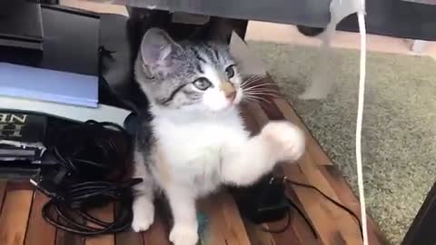 Little cat play funny