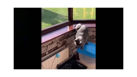 Best Funny Animal Videos Of The Month - Cute 🐶 Dogs And 😹 Cats Reactions