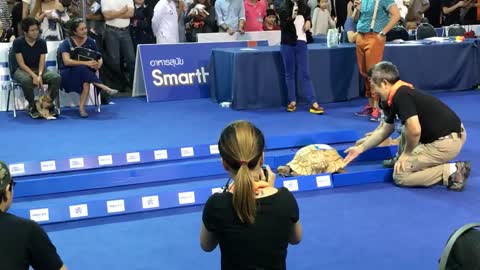 Tortoise vs. Rabbit - Who Wins