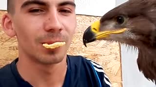 Eagle Nibbles On A Crunchy Treat From Its Owner's Mouth
