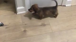 Brown puppy barking at bigger black dog